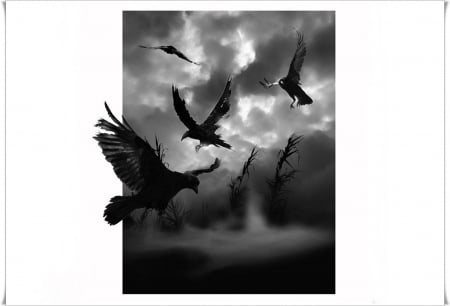 * - black, birds, white, photo