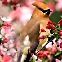 Waxwing Bird