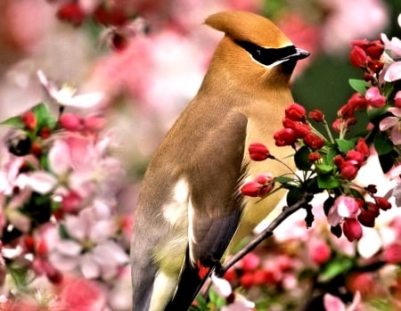 Waxwing Bird - animal, bird, spring, waxwing