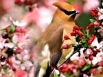 Waxwing Bird