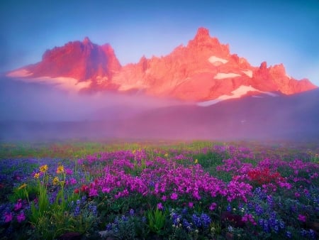 Three Sisters Wilderness, Oregon - flowers, blossoms, mist, landscape, morning