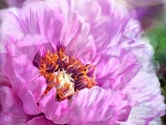 Radiant orchid peony