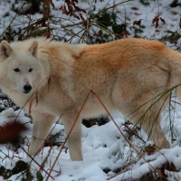 White Wolf