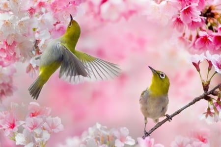  âœ¿ â™¡ âœ¿ - animal, pink, flowers, cherry, birds