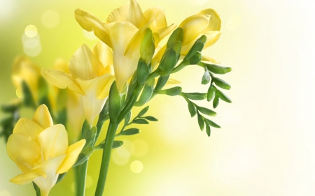 Happy Women's Day! - woman, day, spring, white, yellow, freesia, card, green, flower