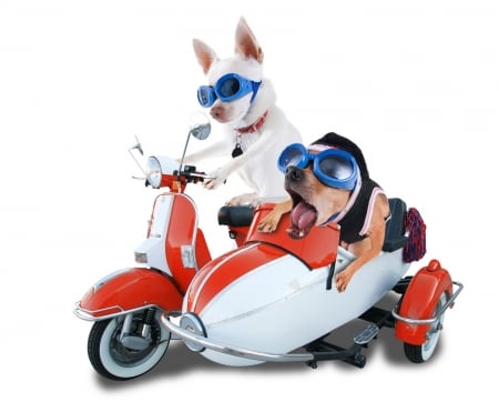 The faster and the furious - blue, dog, bike, black, white, animal, glasses, funny, red, situation, couple