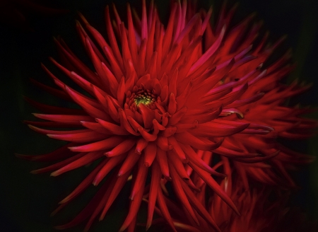 Red Flowers - red, flower, still life, amazing