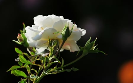 White Roses - rose, white, flower, garden