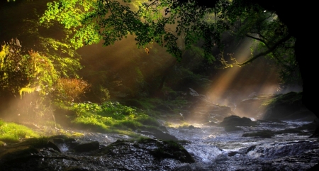 Forest - nature, rays, beams, sunlight