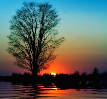 Sunset Reflection - trees, nature, sunset, reflection