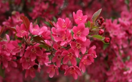 Cherry Blossom - nature, pink, blossom, cherry, flowers