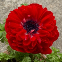 Anemone (Double flower Porto double)