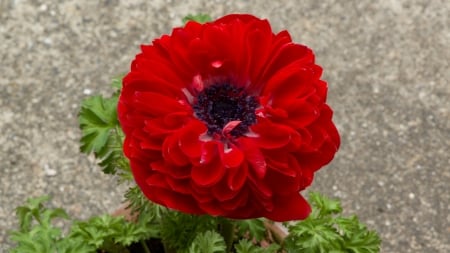 Anemone (Double flower Porto double)