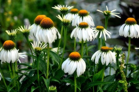 Daisies in garden - garden, freshness, pretty, beautiful, flowers, spring, daisies, park