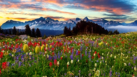 Mouintain wildflowers - clouds, pretty, hills, beautiful, meadow, freshness, mountain, wildflowers, colorful, sky