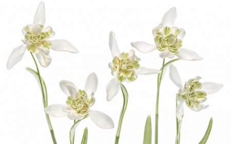 Snowdrops - white, flower, snowdrops, spring, texture, green