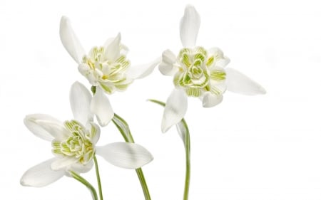 Snowdrops - white, flower, snowdrops, spring, green