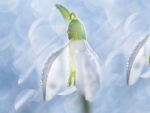 Snowdrops