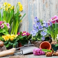 planting spring flowers