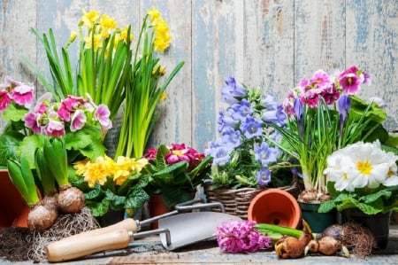 planting spring flowers - flowers, nature, garden, spring, planting