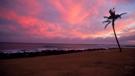 Lone Palm Tree - sand, sky, pink, palm tree, beach, sunset, sea