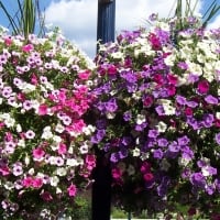 Flowers for Sparky/Kate Hatheway