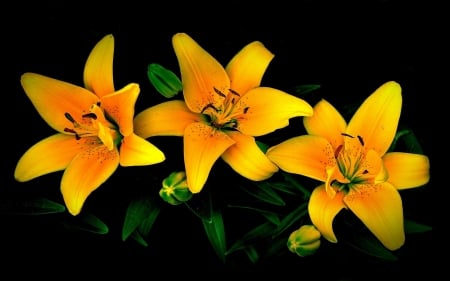 Lilies - lilies, black, flowers, spring, yellow