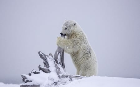 Polar Bear - Polar, bear, white, animal, cub