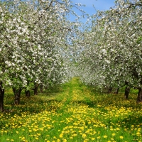 White Blossomed Trees in Dandelion Field