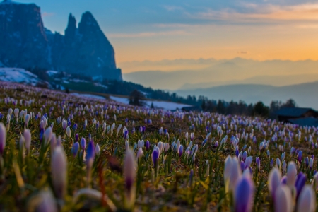 Spring Flowers - blossoms, sky, mountains, landscape, clouds, sunset