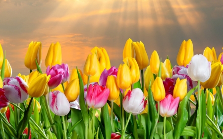 Tulips in Spring - white, blossoms, red, petals, yellow, colors