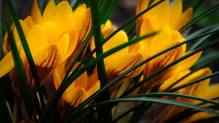 Yellow crocuses - flowers, yellow, crocuses, beautiful, macro, spring, freshness