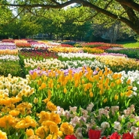 Beautiful Spring Garden