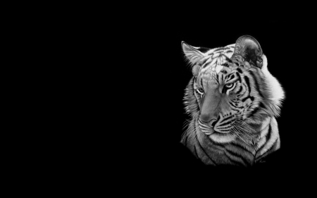 Tiger - bw, heather lara, minimalism, black, fantasy, white, art, animal, tiger