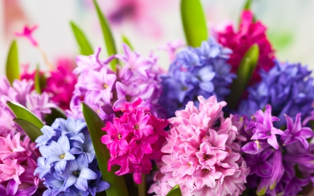 Hyacinths - hyacinth, flower, pink, spring, texture, blue