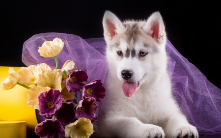 Husky - flower, purple, animal, cute, black, lila, spring, puppy, yellow, white, husky, dog