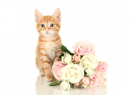 Happy Women's Day! - women, cat, day, bouquet, rose, kitten, white, animal, card, sweet, cute, flower