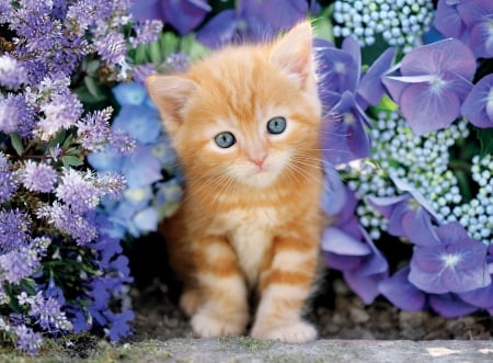 Kitten - cat, kitten, ginger, blue, animal, orange, sweet, cute, flower