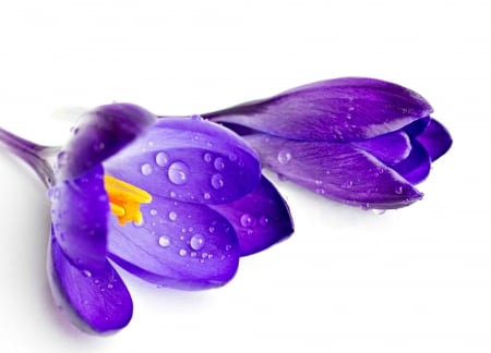 Crocuses have tears this year on Women's Day! - crocus, tears, kate, water drops, spring, white, purple, miss, in memory, flower