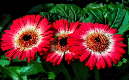 Red Gerberas - flowers, nature, red, macro, gerbera