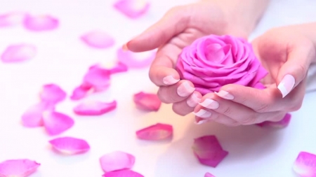 â™¥ - flower, petals, pink, rose