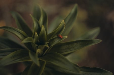 Big World - bug, plants, nature, green