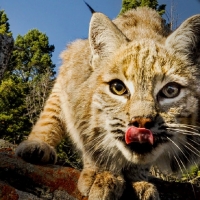 great wild cat