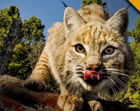 great wild cat - great, animals, cats, wild