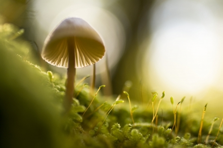 mushroom - flower, nature, plant, mushroom