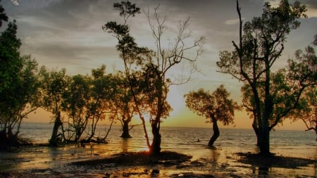 Beautiful Scenery - sky, water, trees, sunset, nature