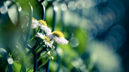 Daisies - daisies, bloom, flowers, nature