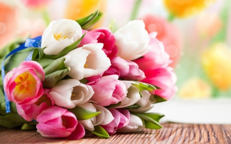 Pink and white tulips - white, tulip, flower, pink