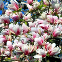 Magnolias