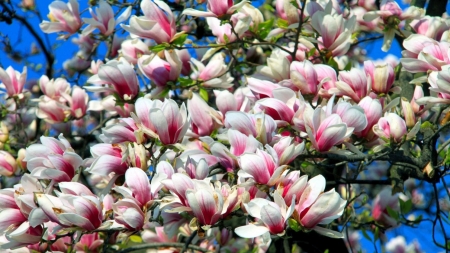 Magnolias - magnolia, white, blue, spring, flower, pink, tree